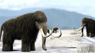 ¿Qué relación tienen los mamuts lanudos con los elefantes?