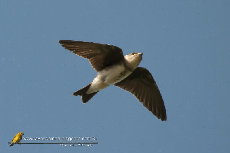 Golondrina parda (Brown-chested Martin)