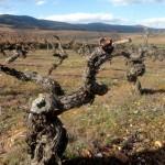 De la poda al brote…