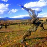 De la poda al brote…