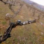 De la poda al brote…