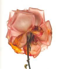 Las flores de Irving Penn