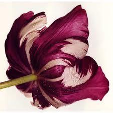 Las flores de Irving Penn
