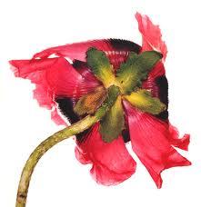 Las flores de Irving Penn