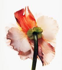 Las flores de Irving Penn