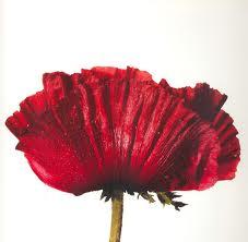 Las flores de Irving Penn