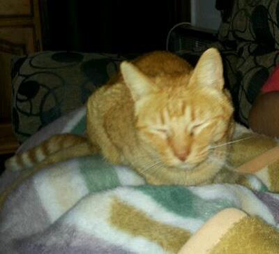 Gato abandonado en Sevilla‏.