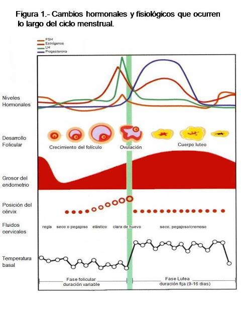 Cambios hormonales y fisiológicos del ciclo menstrual