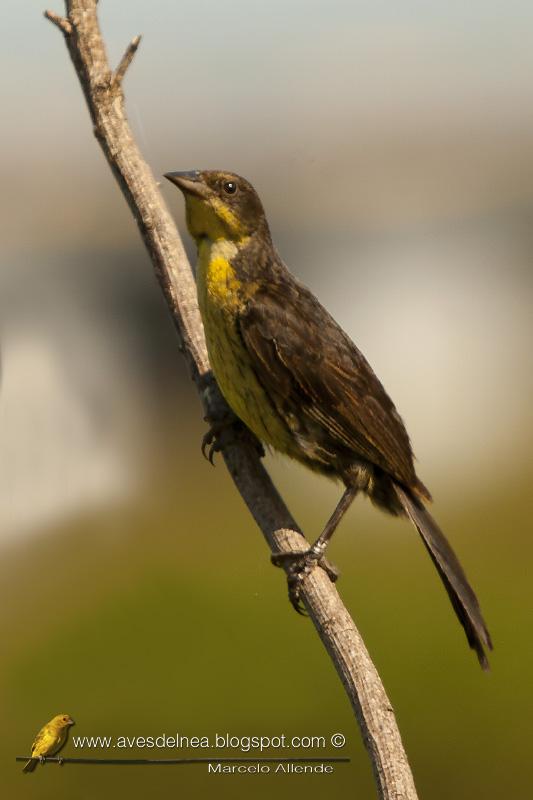 Varillero negro (Unicolored Blackbird)