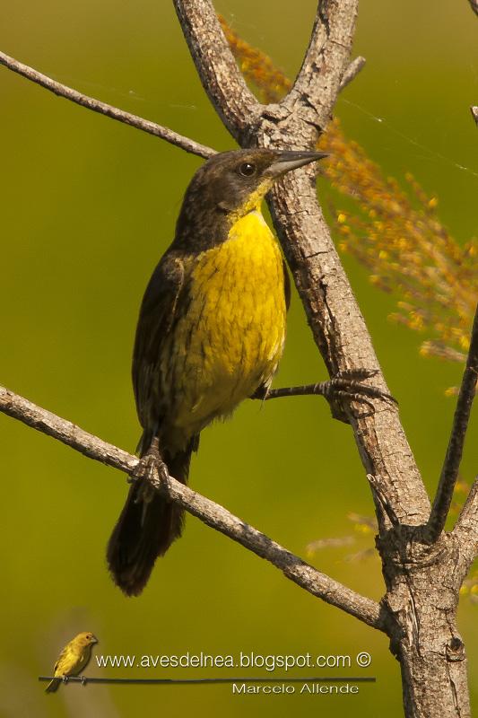 Varillero negro (Unicolored Blackbird)