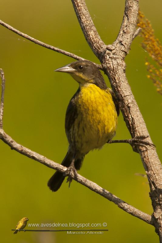 Varillero negro (Unicolored Blackbird)