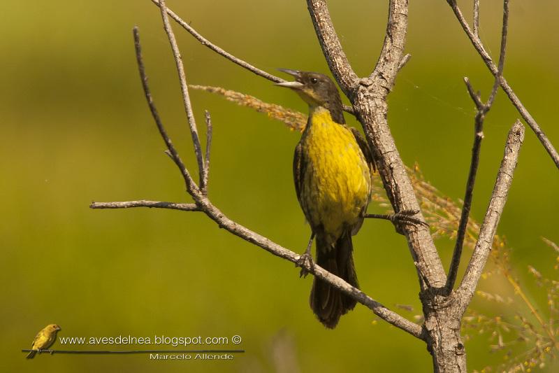 Varillero negro (Unicolored Blackbird)