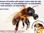abejas, transgénicos desaparición vida tierra