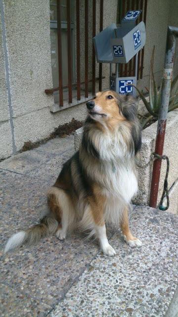 Katia, collie de 4 años necesita un hogar (adopción o acogida) Madrid.