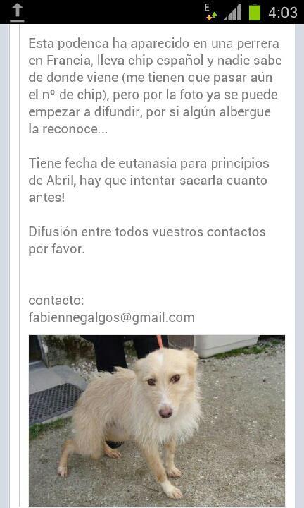 PODENCA EN PERRERA DE FRANCIA CON CHIP ESPAÑOL, la sacrifican a principios de abril.