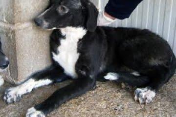 LOS MÁS URGENTES del Centro de recogida de animales, perrera. (HUESCA)