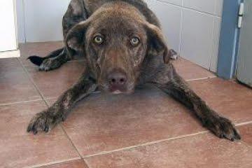 LOS MÁS URGENTES del Centro de recogida de animales, perrera. (HUESCA)