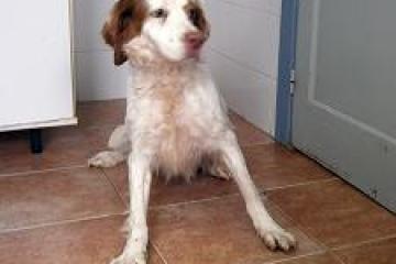 LOS MÁS URGENTES del Centro de recogida de animales, perrera. (HUESCA)