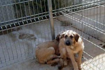LOS MÁS URGENTES del Centro de recogida de animales, perrera. (HUESCA)