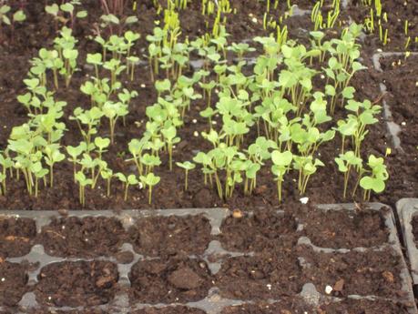 LAS PLANTAS EN LOS SEMILLEROS