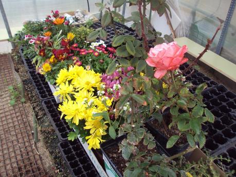 LA SIEMBRA DE OTOÑO