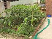 Protegemos cosecha: pájaros, pulgones otros animales