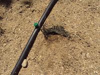 DIVERSAS HORTALIZAS SOBRE MALLA ANTIHIERBA