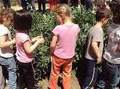 alumnos educación infantil recolectan habas