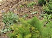 Plantas aromáticas, culinarias medicinales huerto