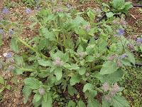 PLANTAS AROMÁTICAS, CULINARIAS Y MEDICINALES EN EL HUERTO