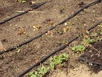 TRASPLANTE DE DIVERSAS HORTALIZAS DESDE LOS SEMILLEROS AL TERRENO TRASPLANTE DE DIVERSAS HORTALIZAS DESDE LOS SEMILLEROS AL TERRENO