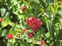 flor de valeriana planta medicinal