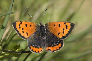 Para ampliar Lycaena phlaeas (Linnaeus, 1761) Manto bicolor hacer clic