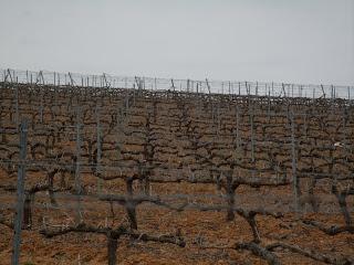 VINO: Quinta de Vides Rosado 2012VARIEDAD: Prieto PicudoD...