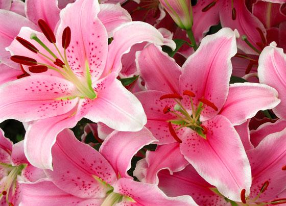 FLORES PARA ABRIL........EL LILIUM