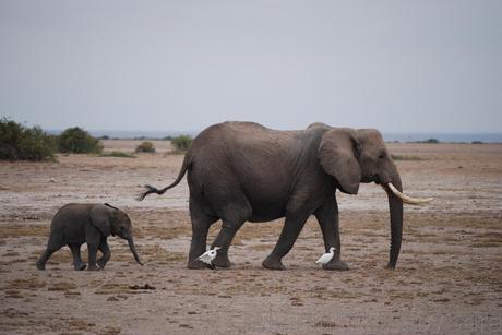 Itinerario y consejos para viajar a Kenia