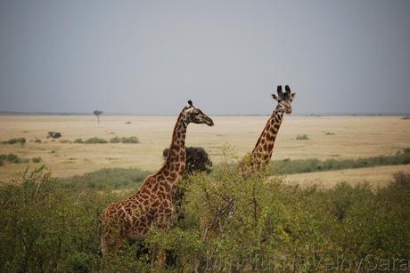 Itinerario y consejos para viajar a Kenia