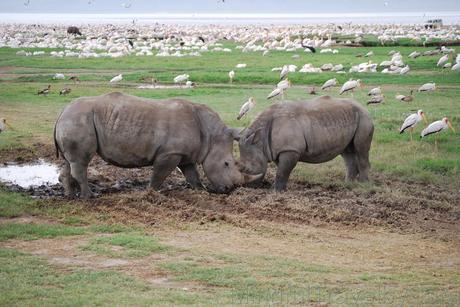 Itinerario y consejos para viajar a Kenia