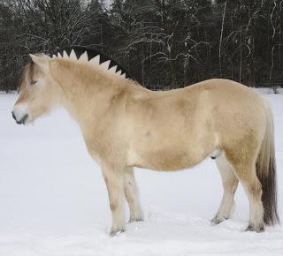 En el corazón de los fiordos (Christine Kabus)