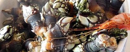 percebes by Juantiagues