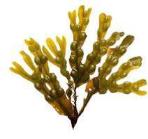 Llegada la Primavera di adios a la piel de naranja