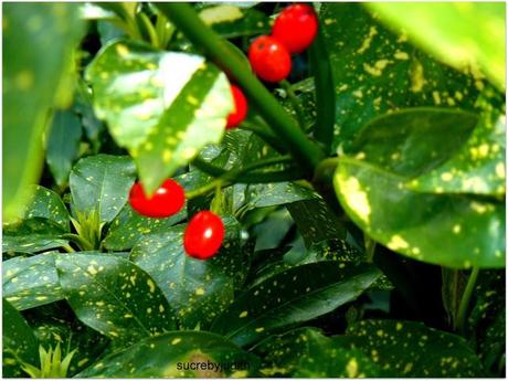 CAMOUFLAGE CAMOUFLAGE