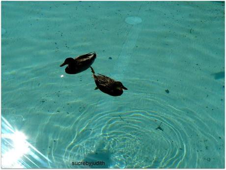 CAMOUFLAGE CAMOUFLAGE