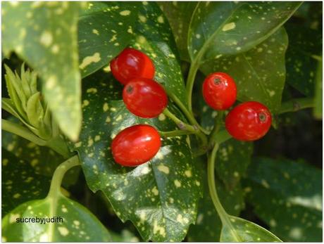 CAMOUFLAGE CAMOUFLAGE