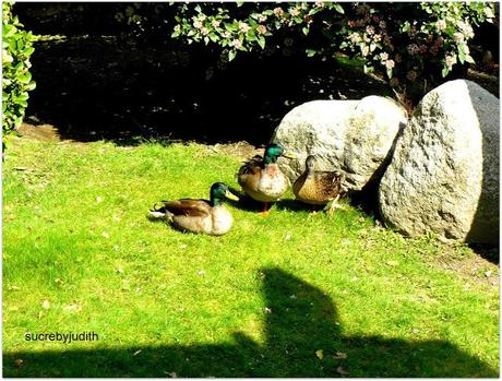 CAMOUFLAGE CAMOUFLAGE