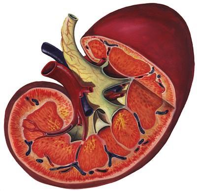 Los hombres son más propensos a sufrir insuficiencia renal
