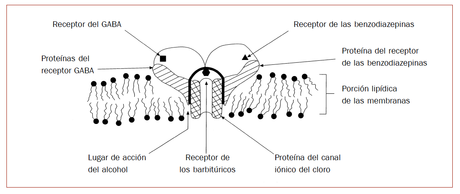 ¿Nacemos drogadictos? II Complejo macromolecular alrededor del canal del cloro Sánchez-Turet 1999a..png