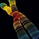 ¿Nacemos drogadictos? II Cromosoma