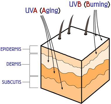 http://www.skinmatrix.com.au/skin-care/wp-content/uploads/2012/09/uva-uvb-Sun-Damage.gif