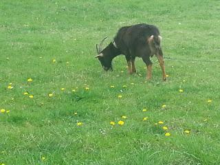 El postureo es pastoreo